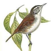 Niceforo's Wren