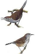 Speckle-breasted Wren