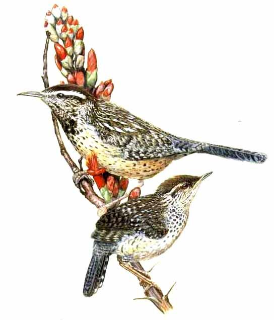 Cactus Wren