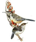 Cactus Wren