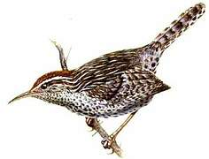 Cactus Wren