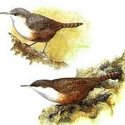 Canyon Wren