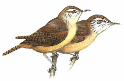 Fawn-breasted Wren