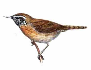 Rufous-breasted Wren