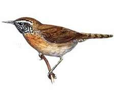 Rufous-breasted Wren