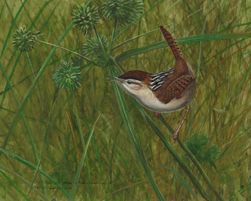 Marsh Wren