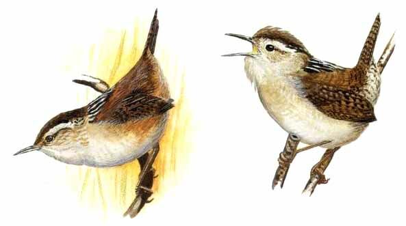 Marsh Wren