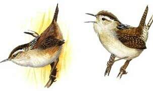 Marsh Wren