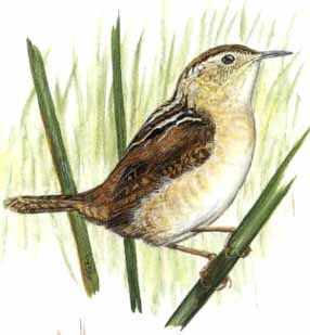 Marsh Wren