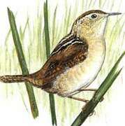 Marsh Wren