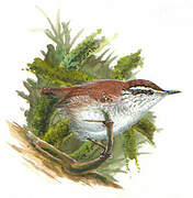 Timberline Wren