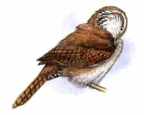 Sinaloa Wren