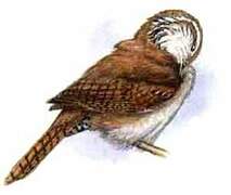 Sinaloa Wren