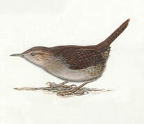 House Wren