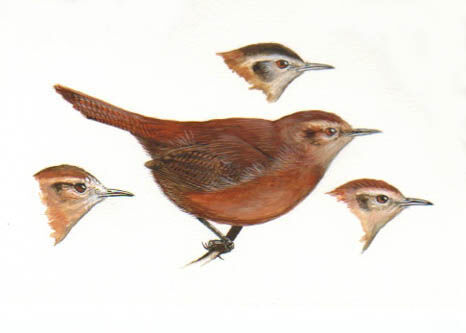 Fulvous Wren