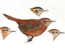 Fulvous Wren