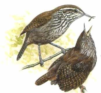 Stripe-breasted Wren