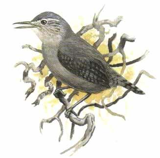 Grey Wren