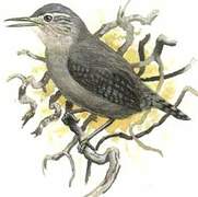 Grey Wren