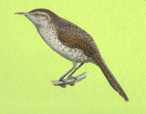 Thrush-like Wren