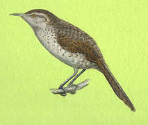 Thrush-like Wren