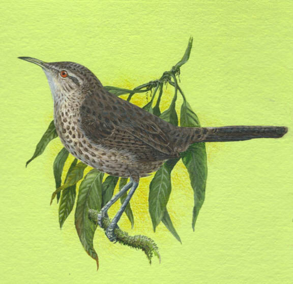 Thrush-like Wren