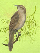 Thrush-like Wren