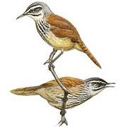 Inca Wren