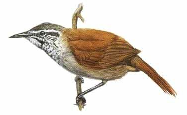 Plain-tailed Wren