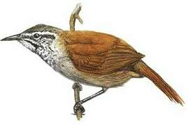 Plain-tailed Wren