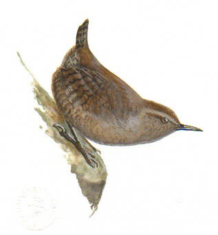 Eurasian Wren