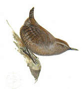 Eurasian Wren