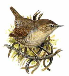 Eurasian Wren