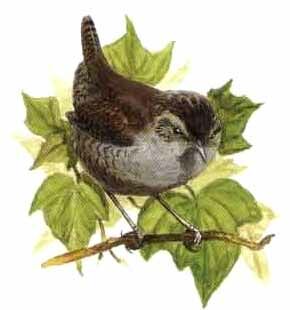 Eurasian Wren