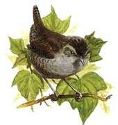 Eurasian Wren