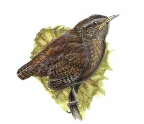 Eurasian Wren