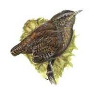 Eurasian Wren