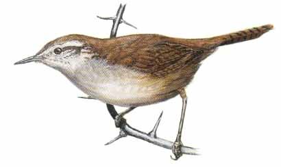 Cabanis's Wren