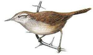 Cabanis's Wren