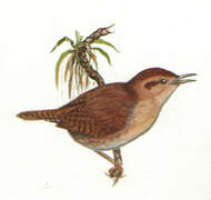 Mountain Wren