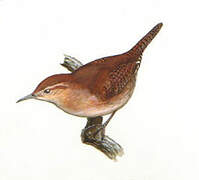 Mountain Wren