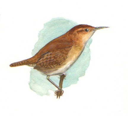 Ochraceous Wren