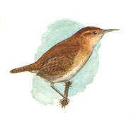 Ochraceous Wren