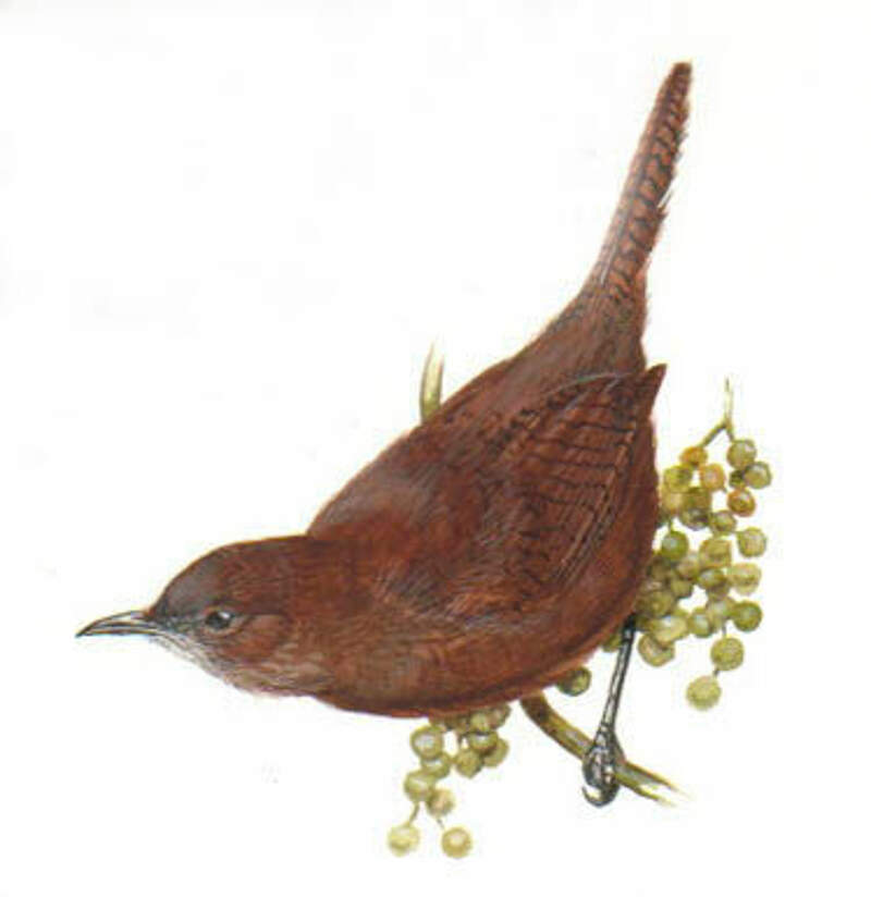 Sepiabrown Wren Cinnycerthia olivascens bkma22655