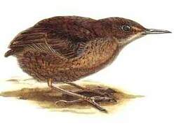 Northern Nightingale-Wren