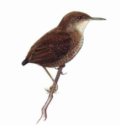 Southern Nightingale-Wren (luscinia)