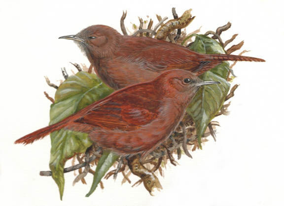 Rufous Wren