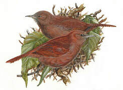 Rufous Wren