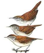 Rufous-and-white Wren