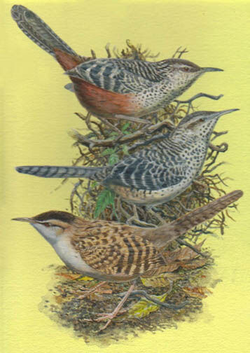 Band-backed Wren